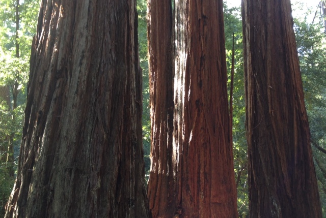 redwood trunks
