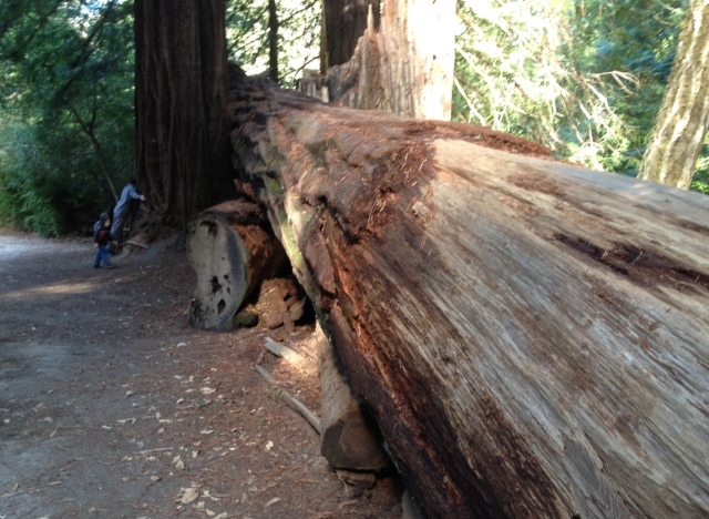 fallen redwood.
