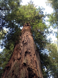 redwood trunk